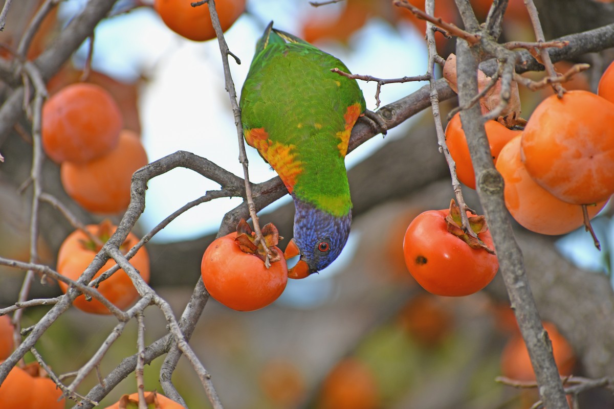 Rainbow Lorikeet - ML646677838