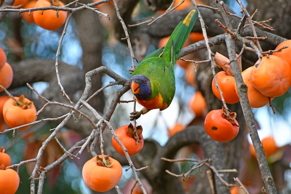 Rainbow Lorikeet - ML646677839
