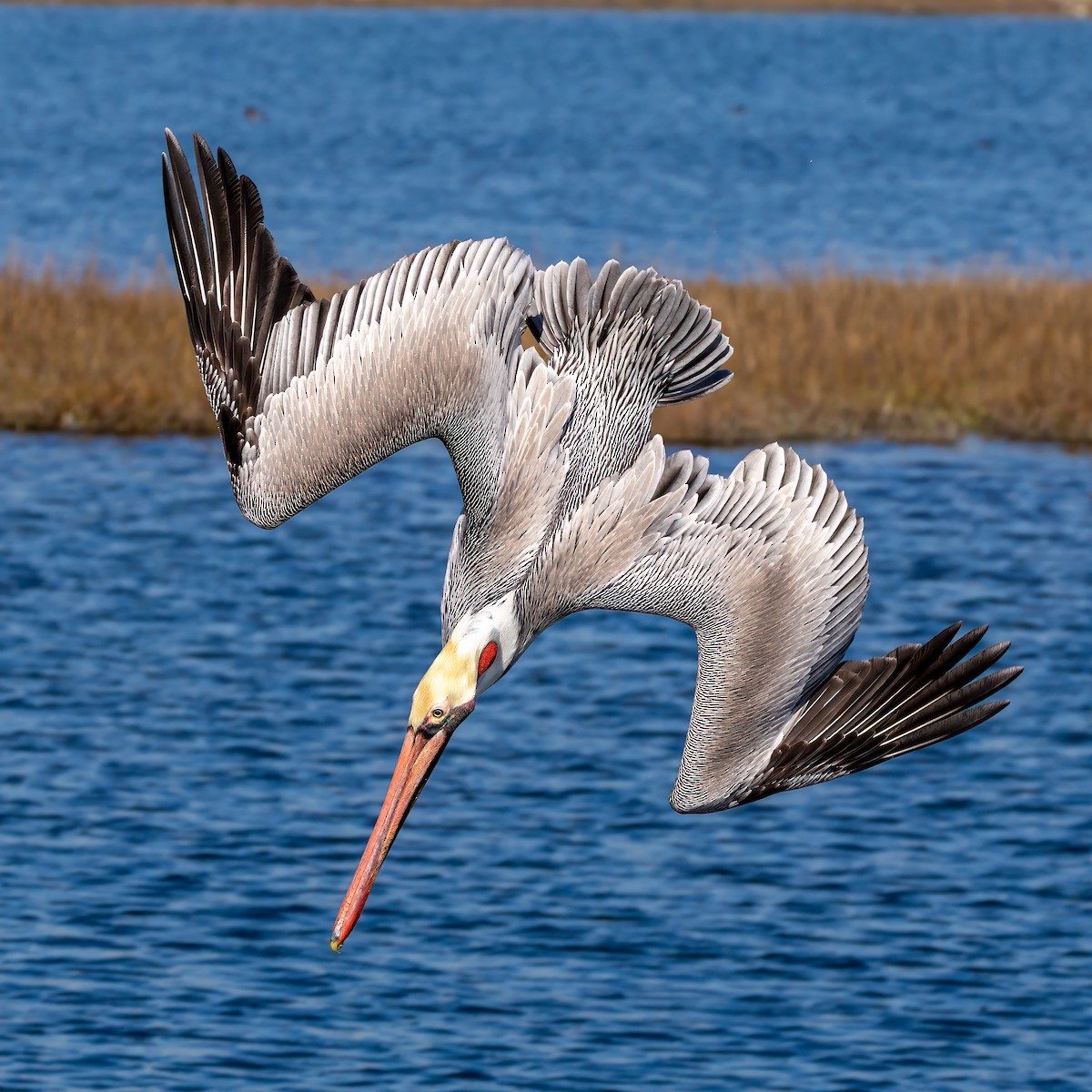 Brown Pelican - ML646677841