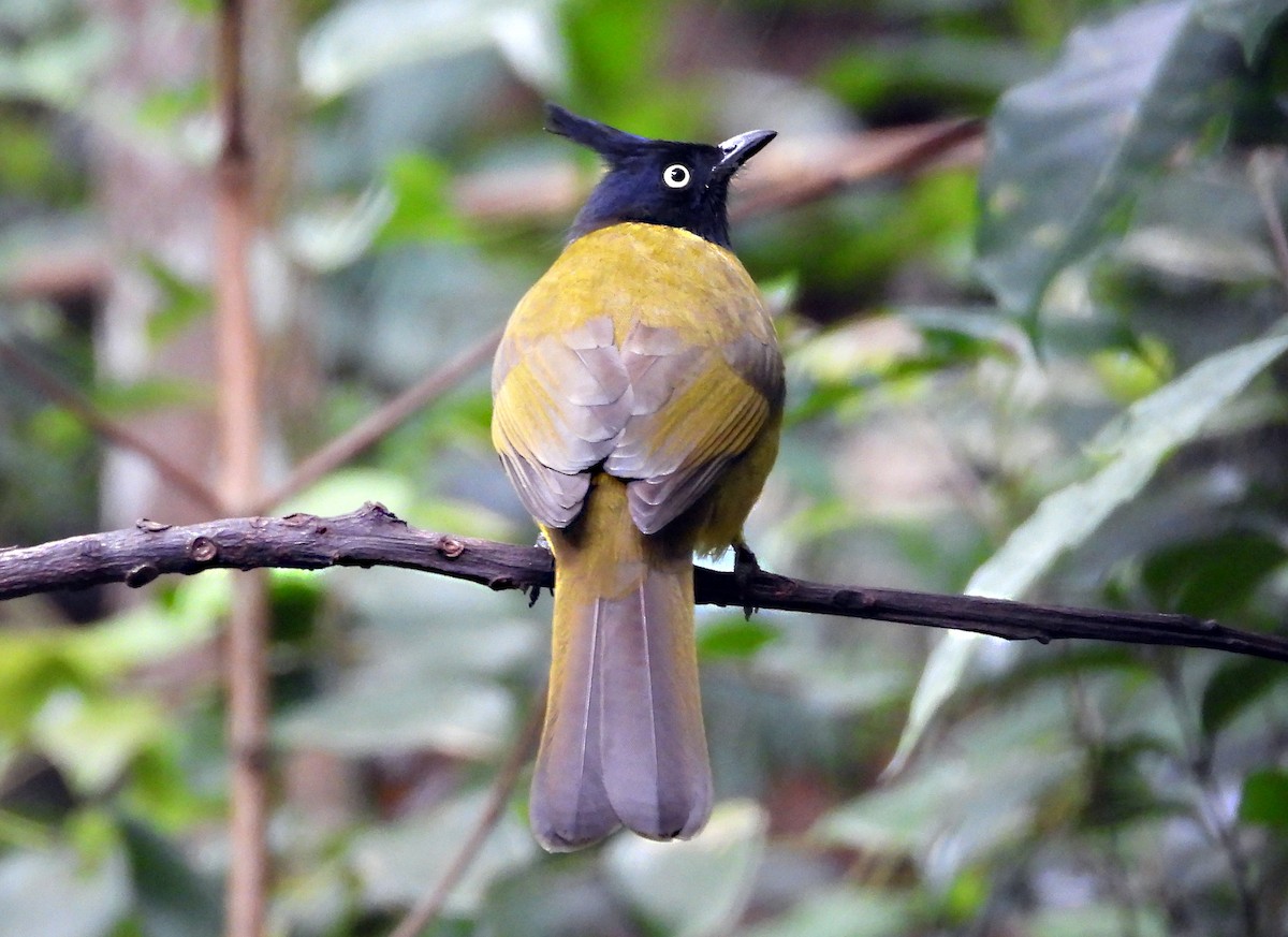Black-crested Bulbul - ML646677846