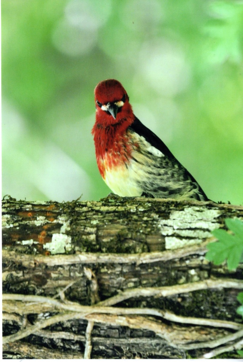 ムネアカシルスイキツツキ - ML646677848