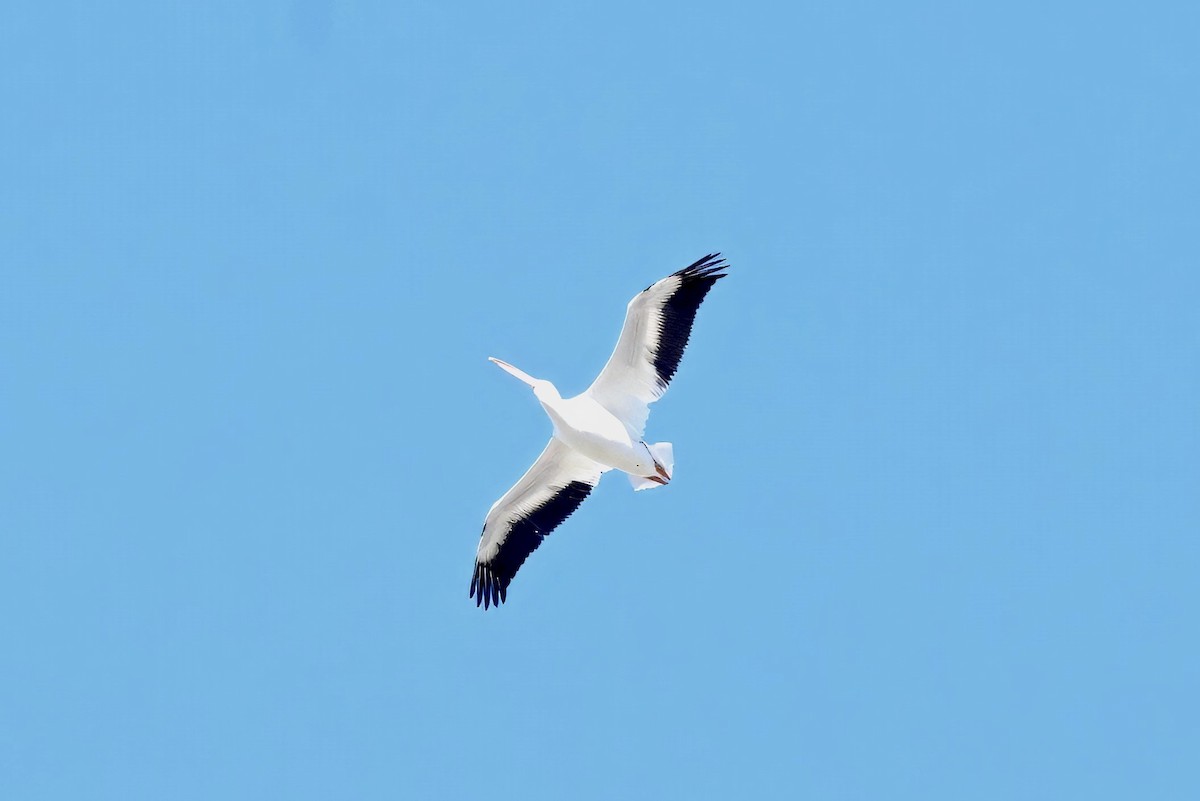 Пелікан рогодзьобий - ML646677853