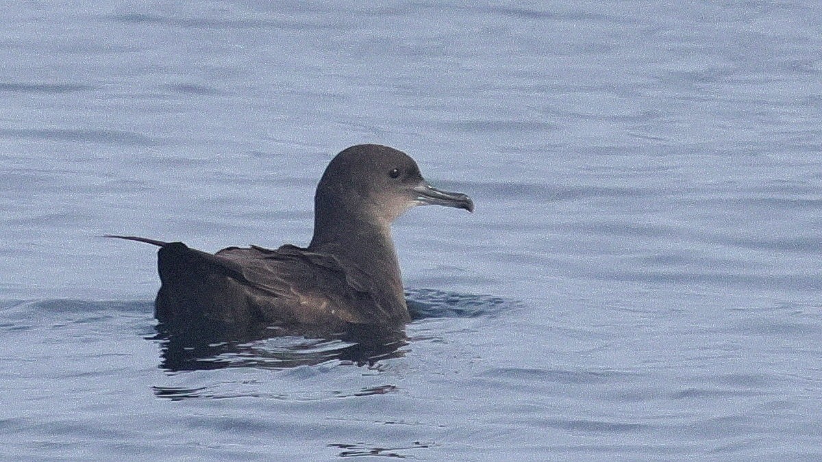 Буревісник тонкодзьобий - ML646677866