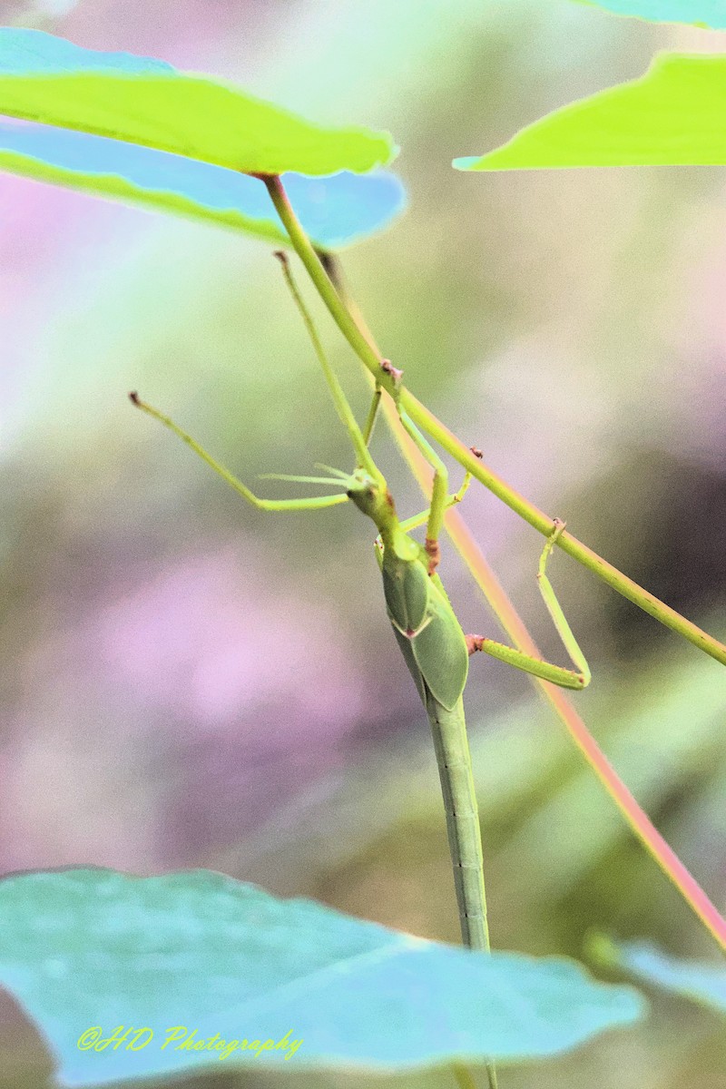 Animals - ML646677867