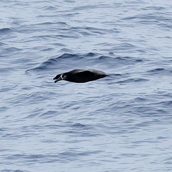 Schwarzfußalbatros - ML646677870