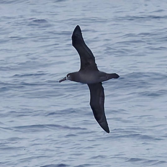 Schwarzfußalbatros - ML646677872