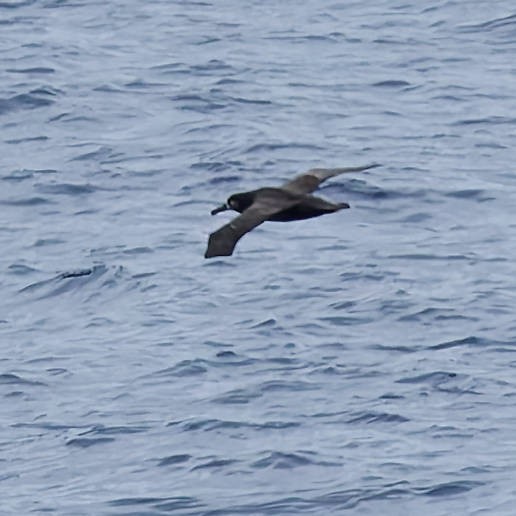 Schwarzfußalbatros - ML646677873