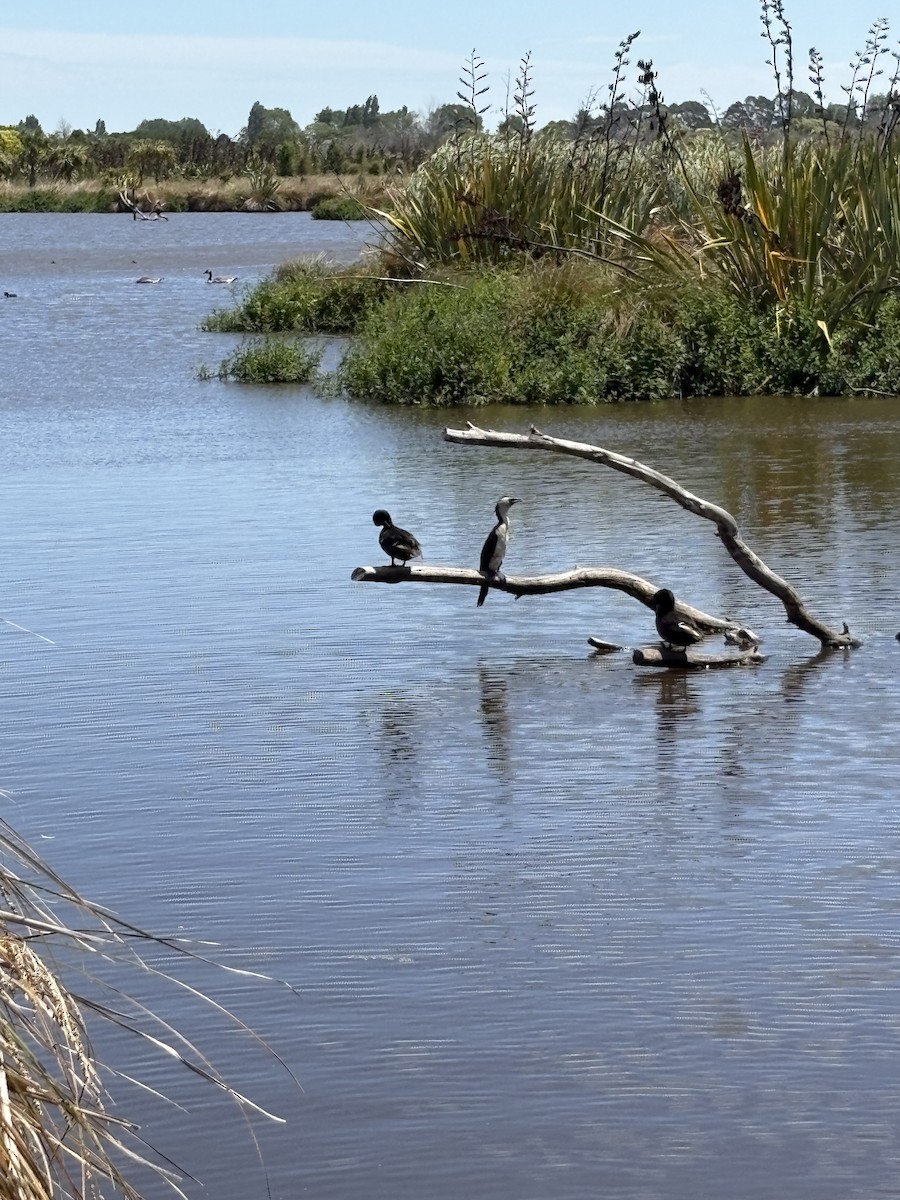 kortnebbskarv - ML646677874