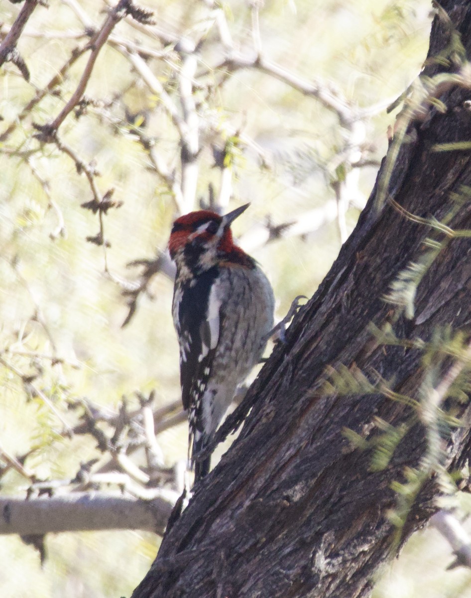 Red-naped Sapsucker - ML646677876