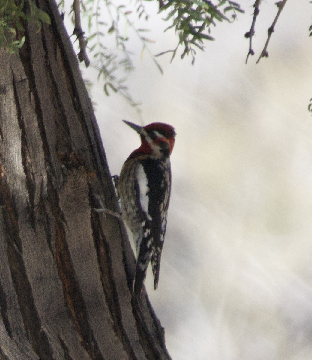Red-naped Sapsucker - ML646677877