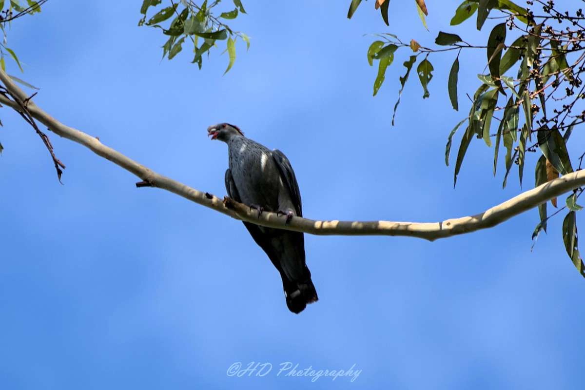 Topknot Pigeon - ML646677878