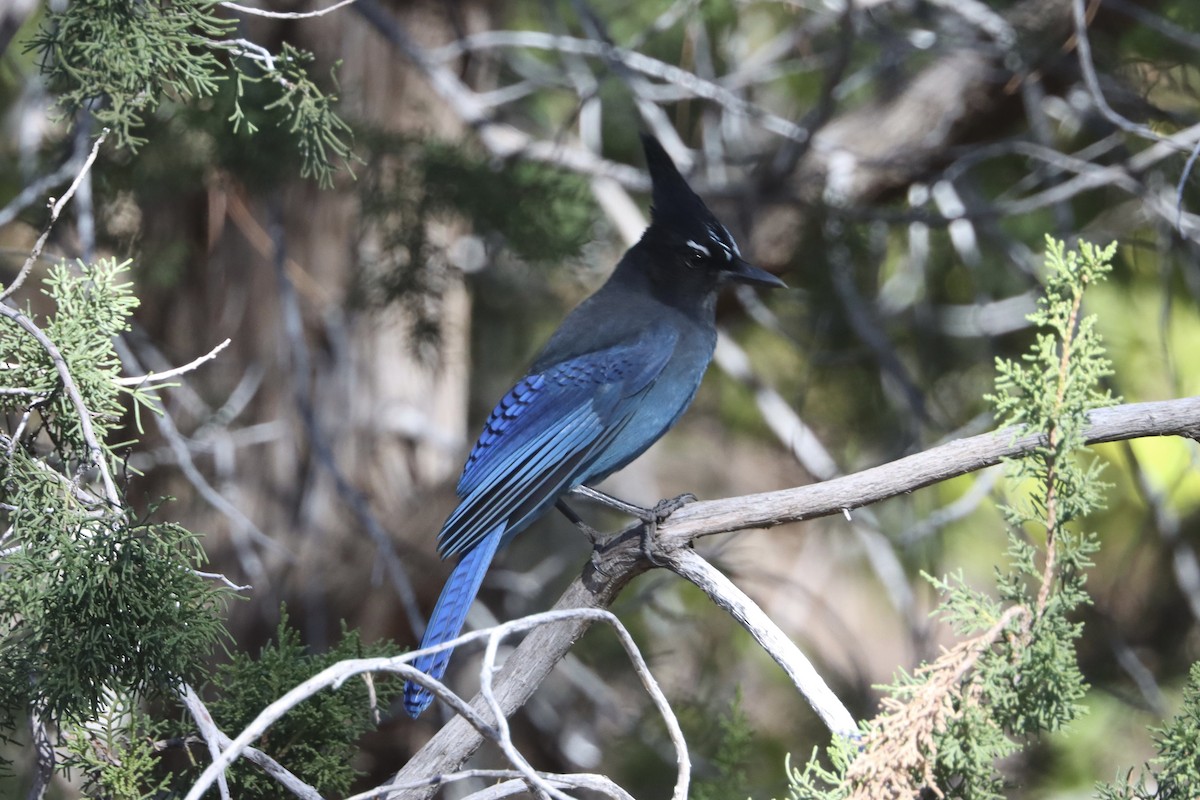 Steller's Jay - ML646677881