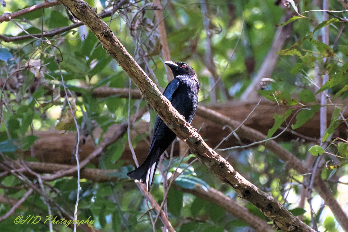 Spangled Drongo - ML646677883
