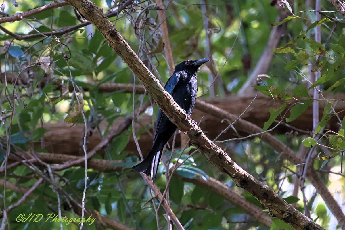 Spangled Drongo - ML646677884