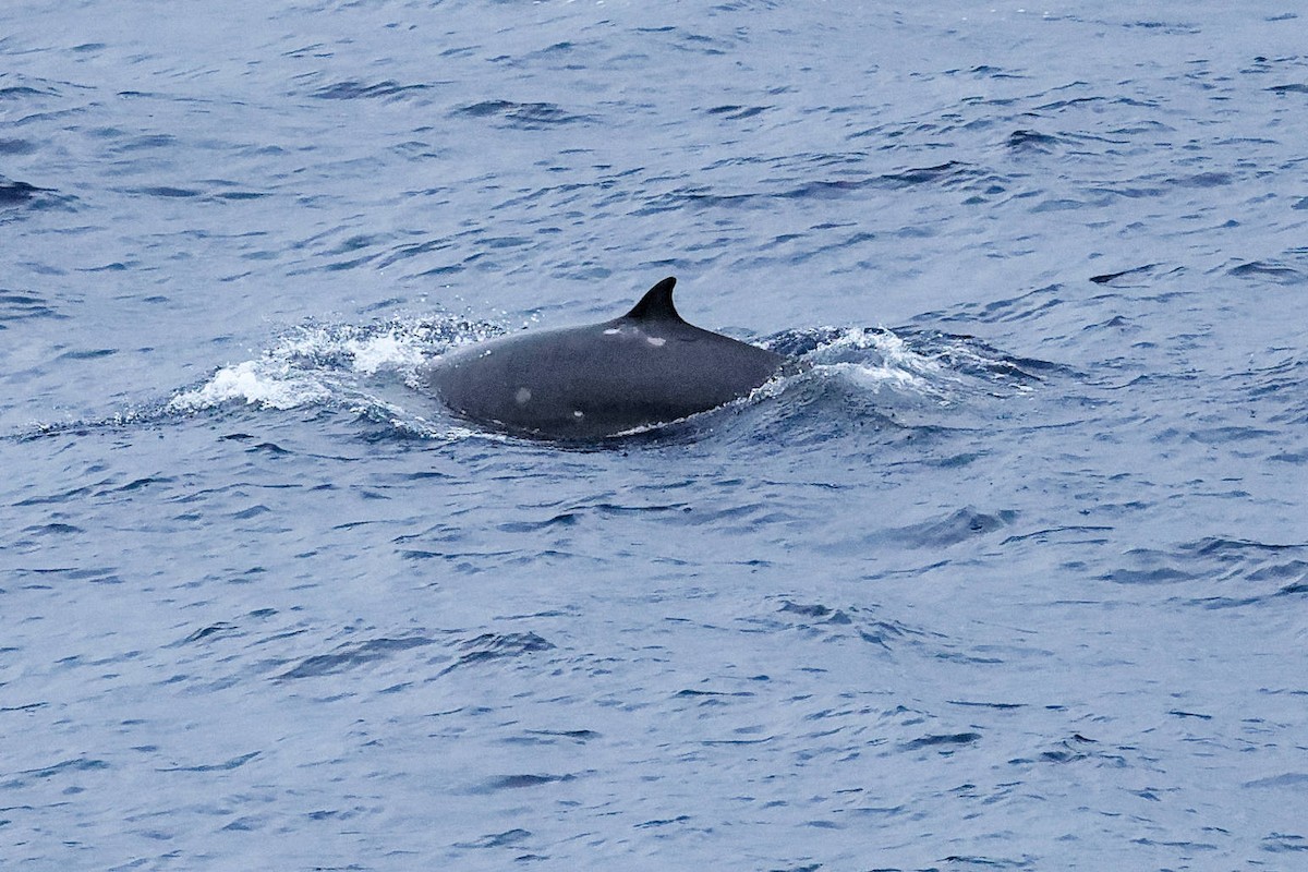 Säugetiere - ML646677886