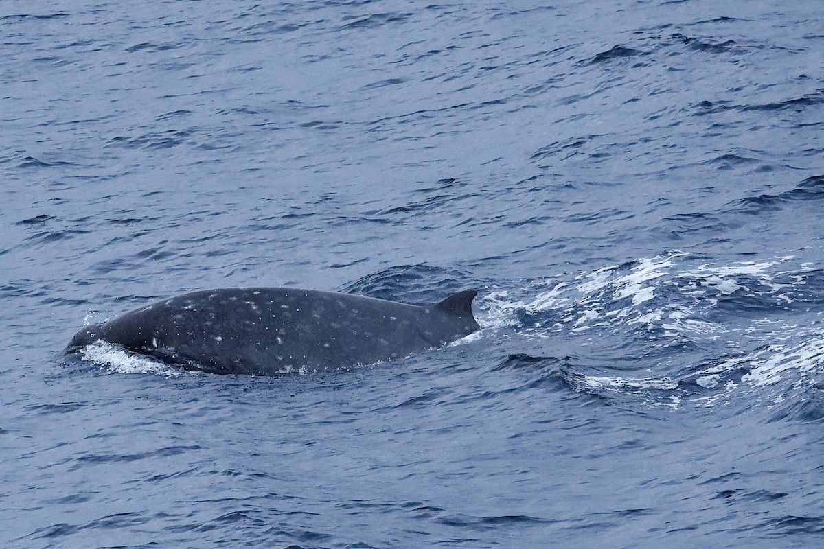 Säugetiere - ML646677887