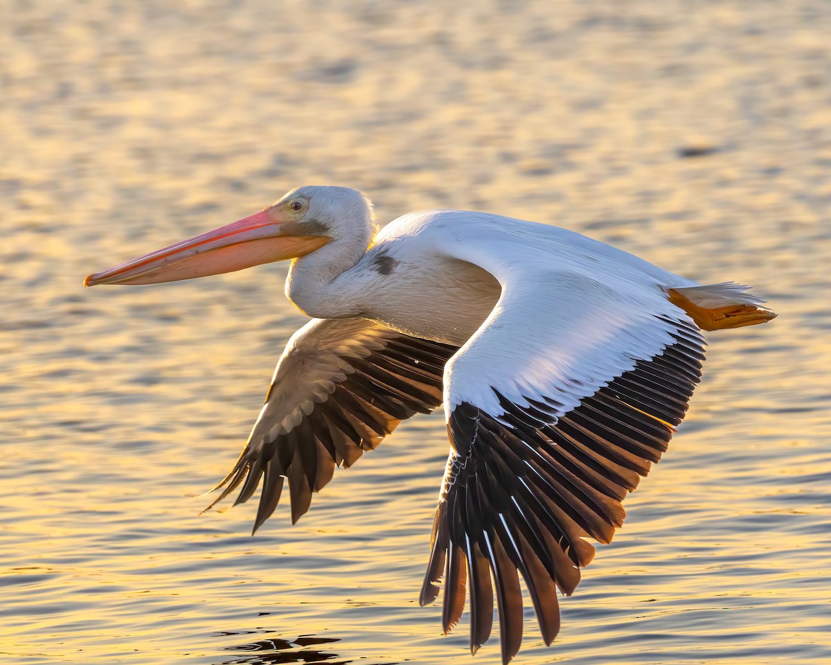 American White Pelican - ML646677891