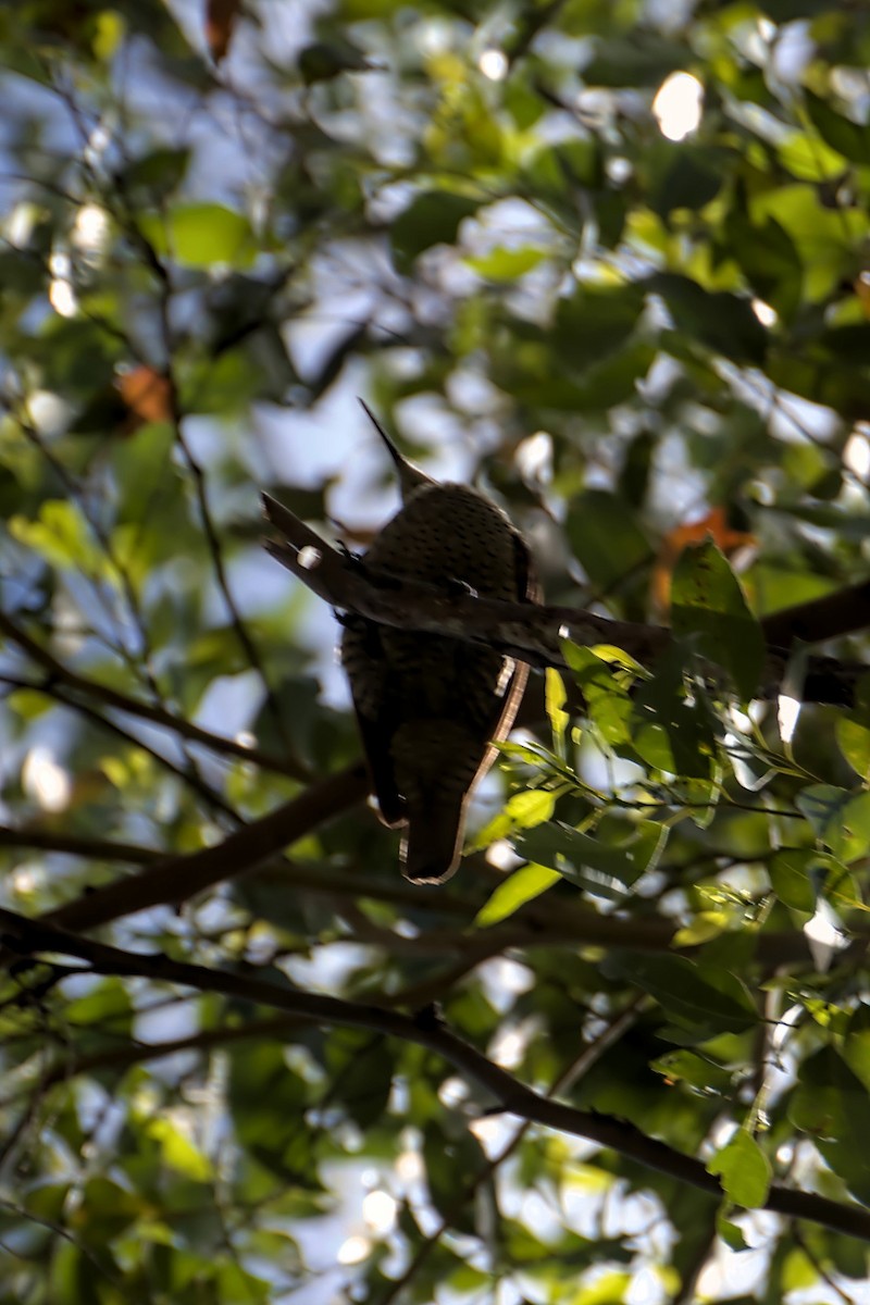 Paradise Riflebird - ML646677892