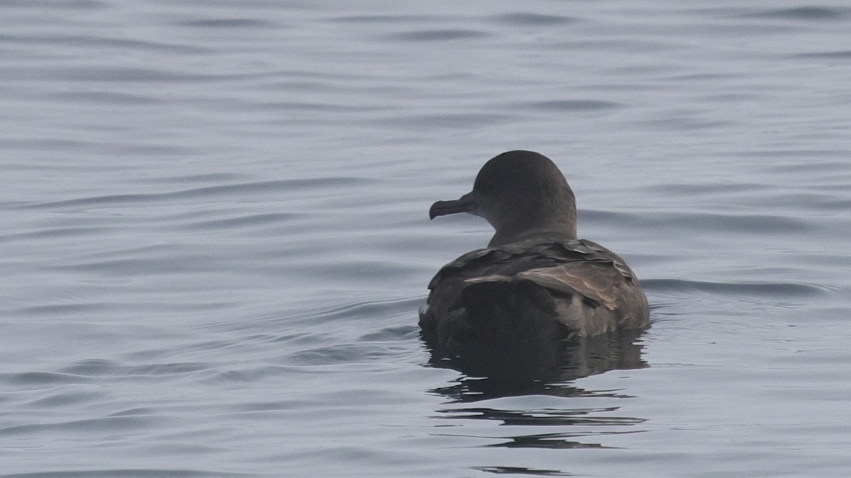 Буревісник тонкодзьобий - ML646677902
