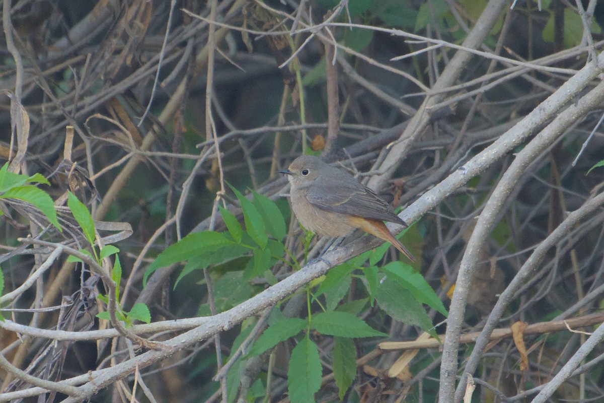 חכלילית סלעים - ML646677903