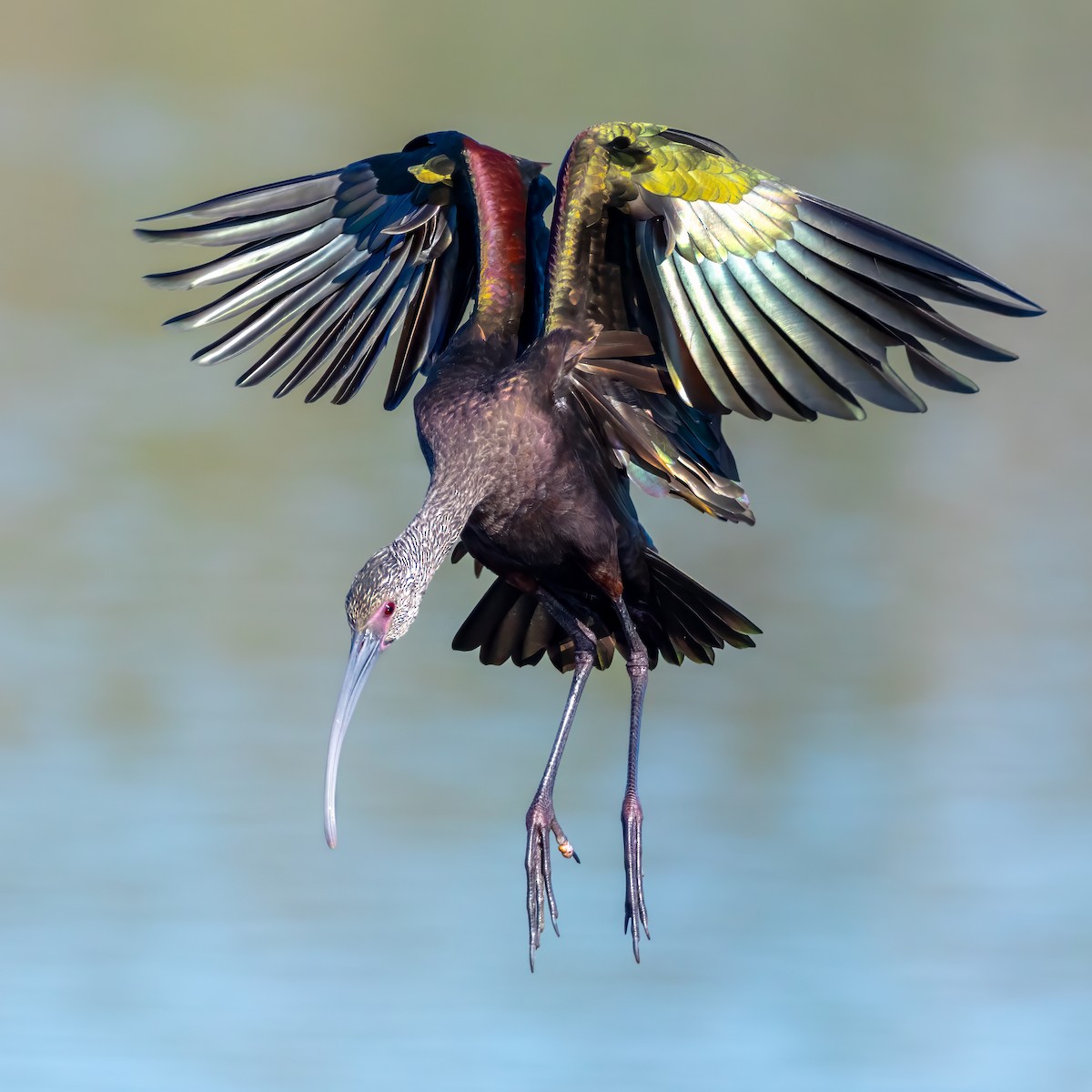 Beltzaran musuzuria - ML646677905