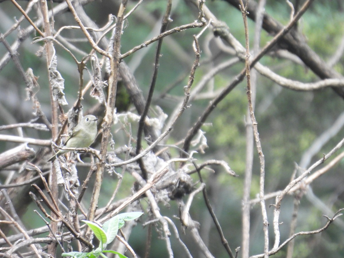 Ruby-crowned Kinglet - ML646677906