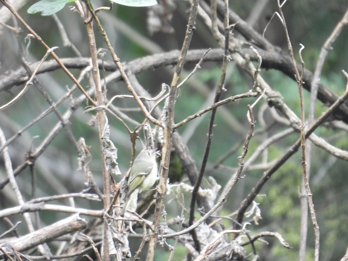 Ruby-crowned Kinglet - ML646677917
