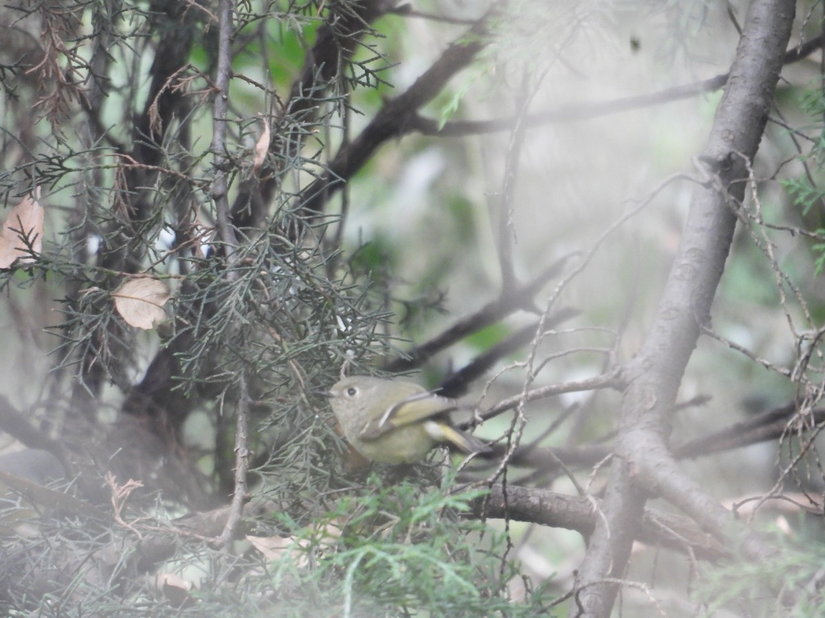 Ruby-crowned Kinglet - ML646677918