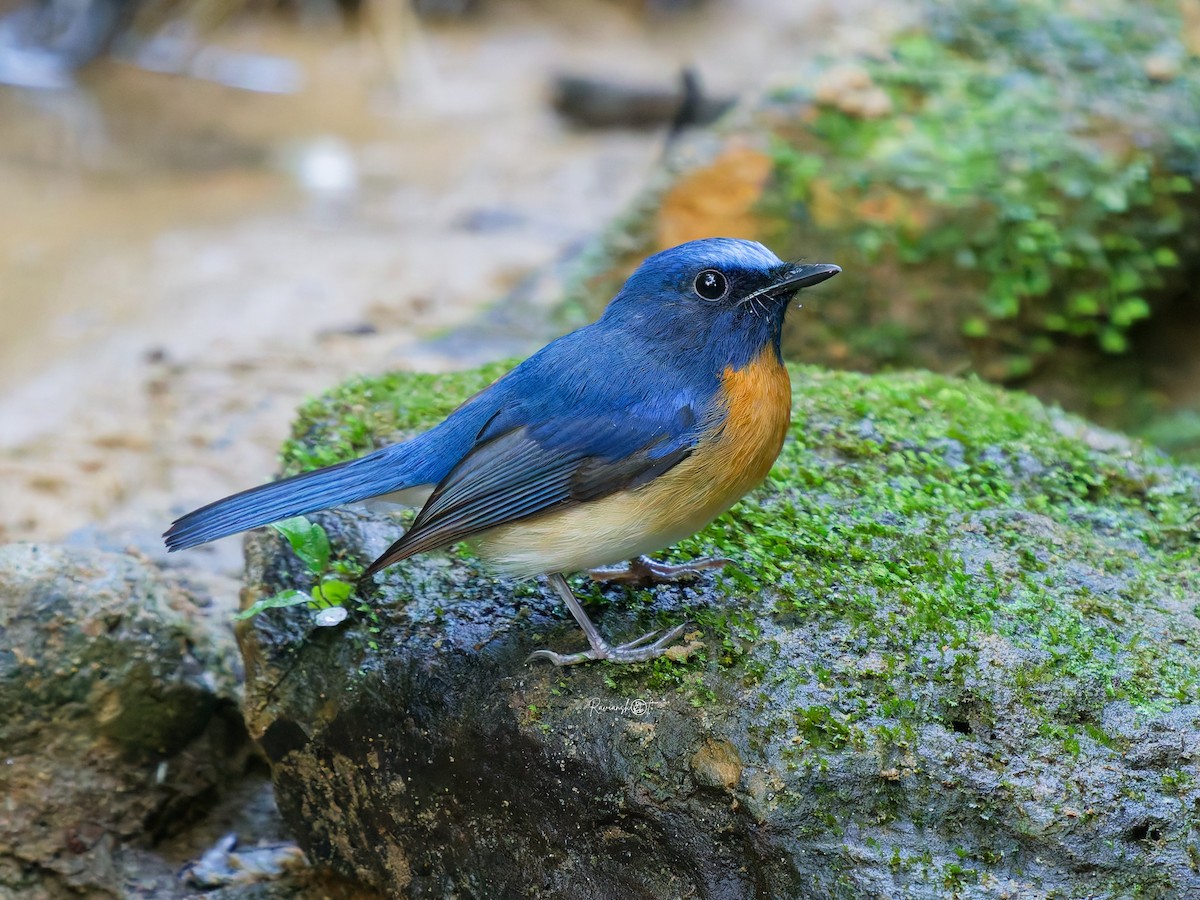 Blue-throated Flycatcher - ML646677920