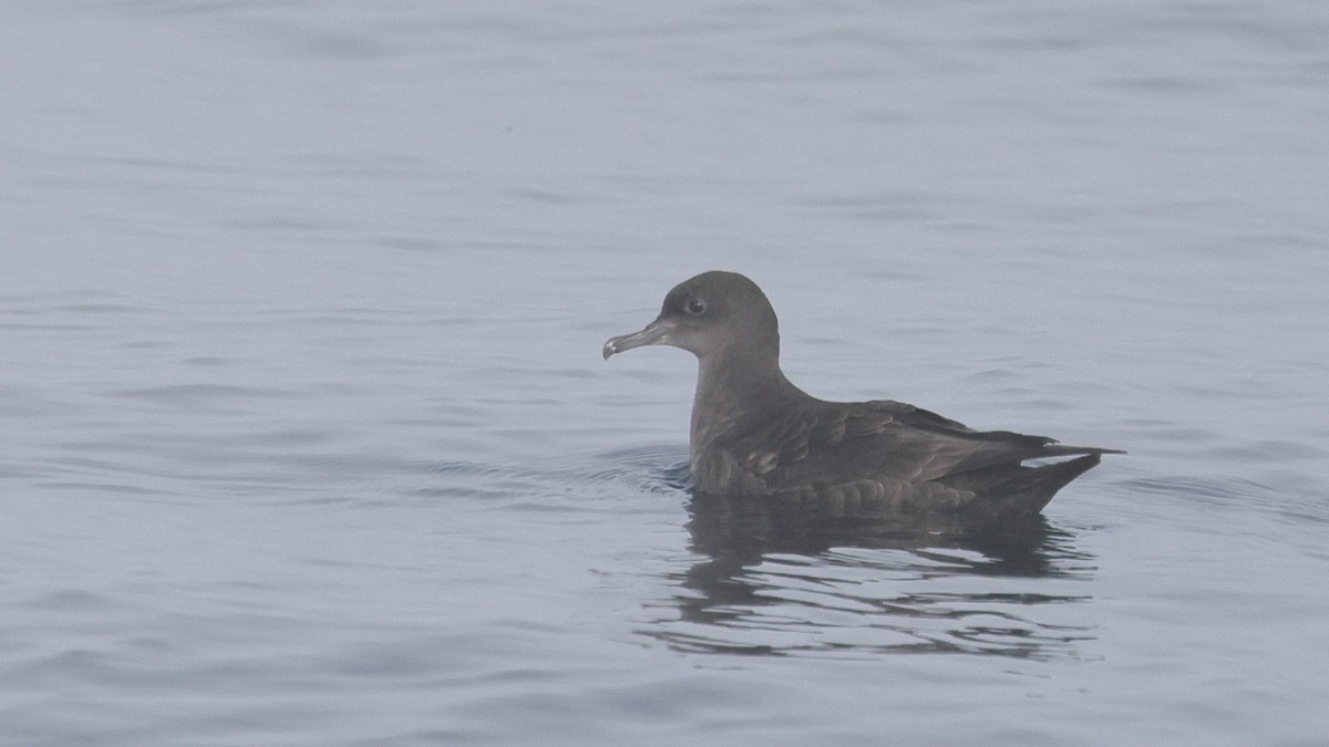 Буревісник тонкодзьобий - ML646677921