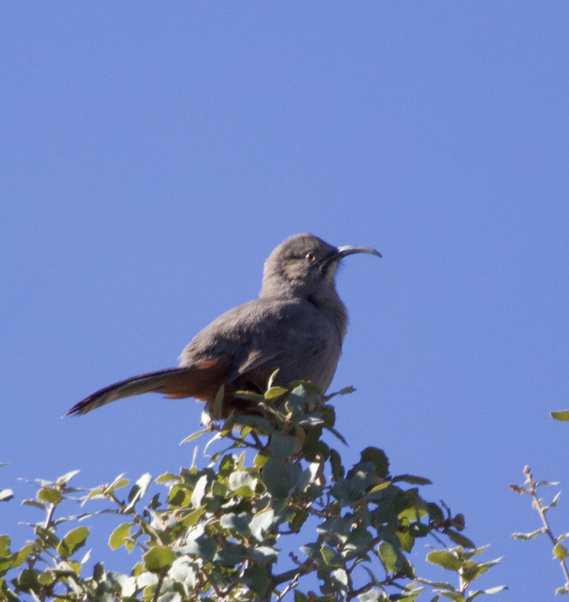 Crissal Thrasher - ML646677924
