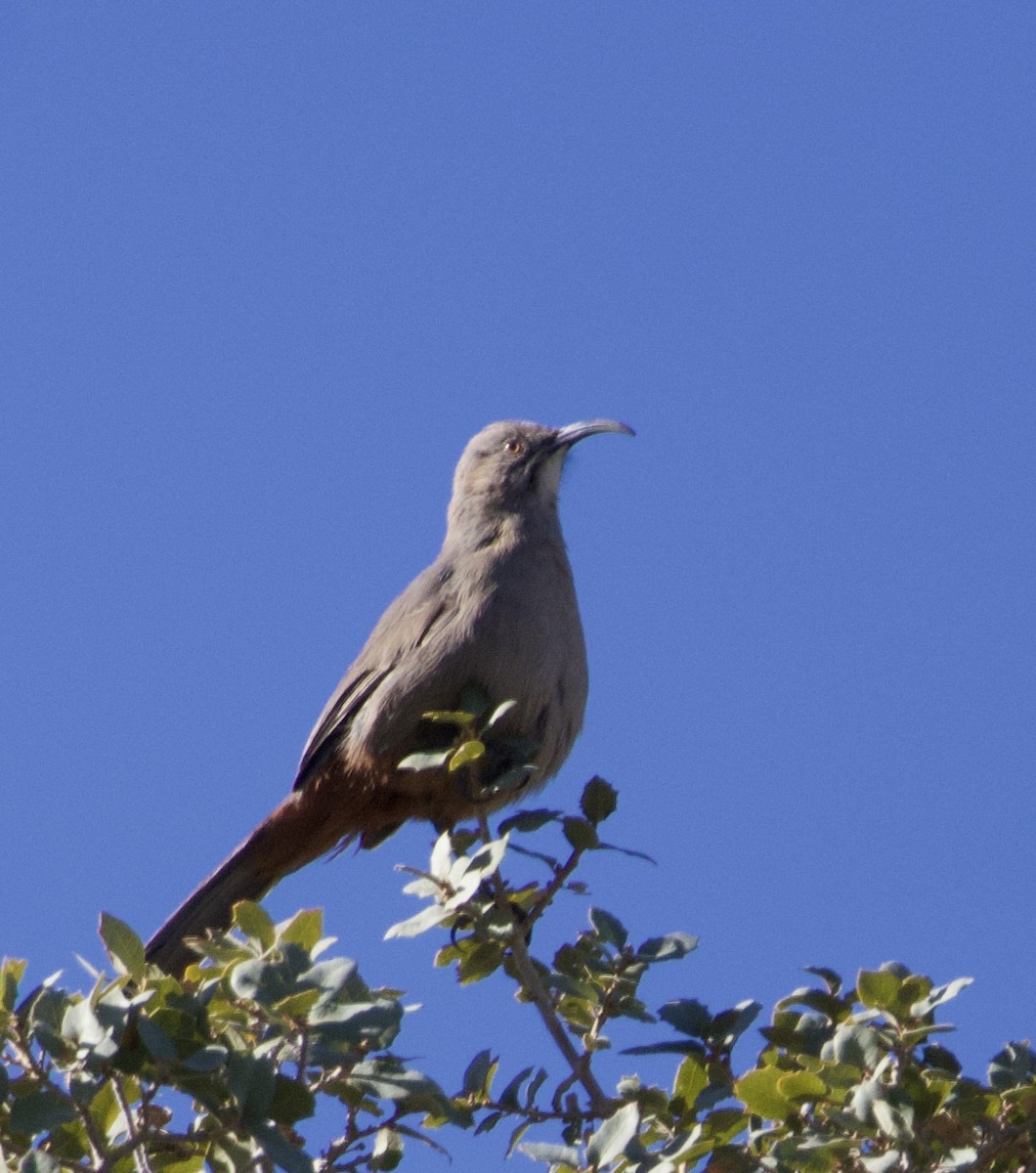 Crissal Thrasher - ML646677925