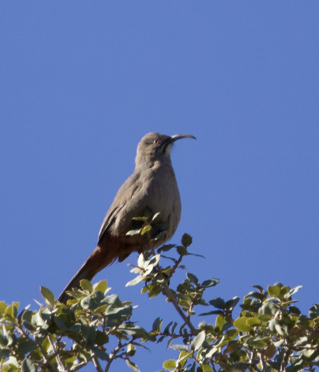 Crissal Thrasher - ML646677926