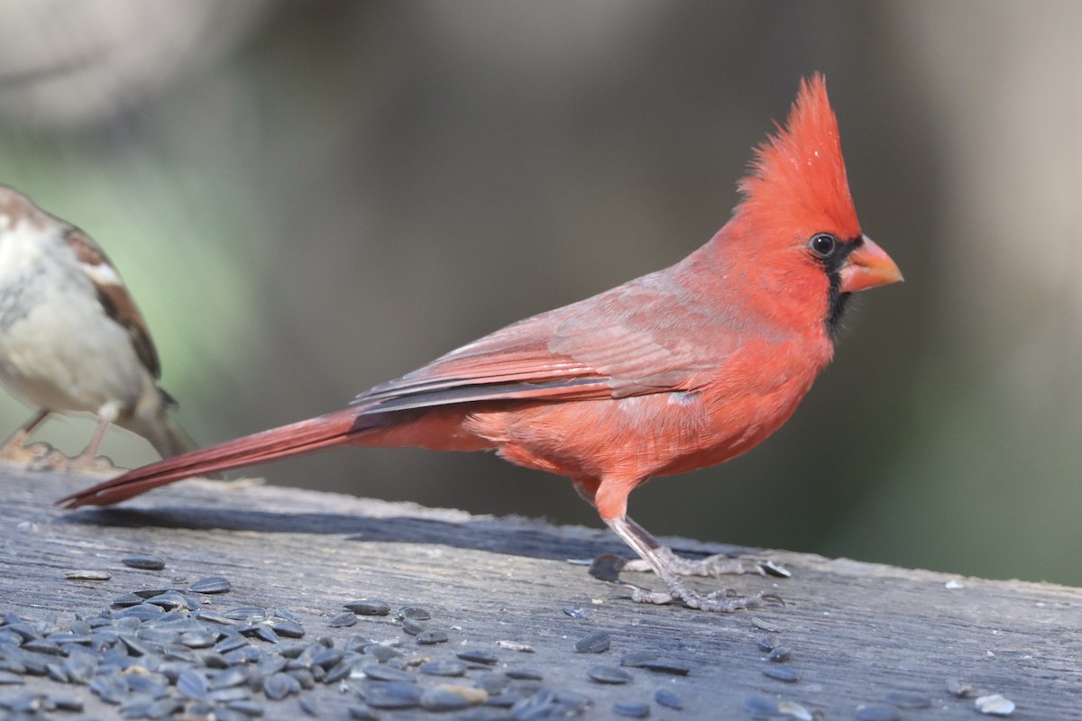 Cardinal rouge - ML646677928