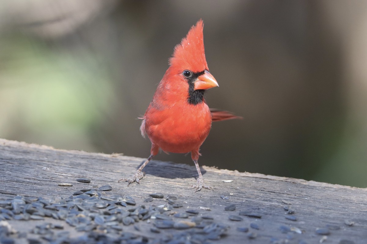 Cardinal rouge - ML646677929