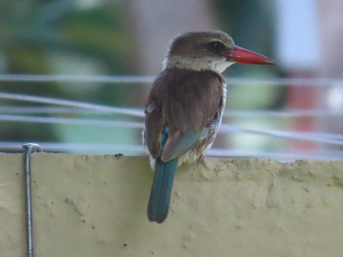 Brown-hooded Kingfisher - ML646677938