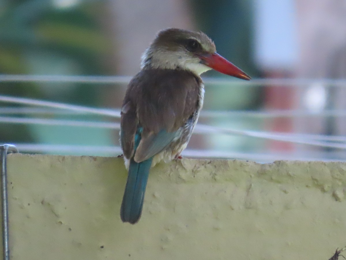 Brown-hooded Kingfisher - ML646677939
