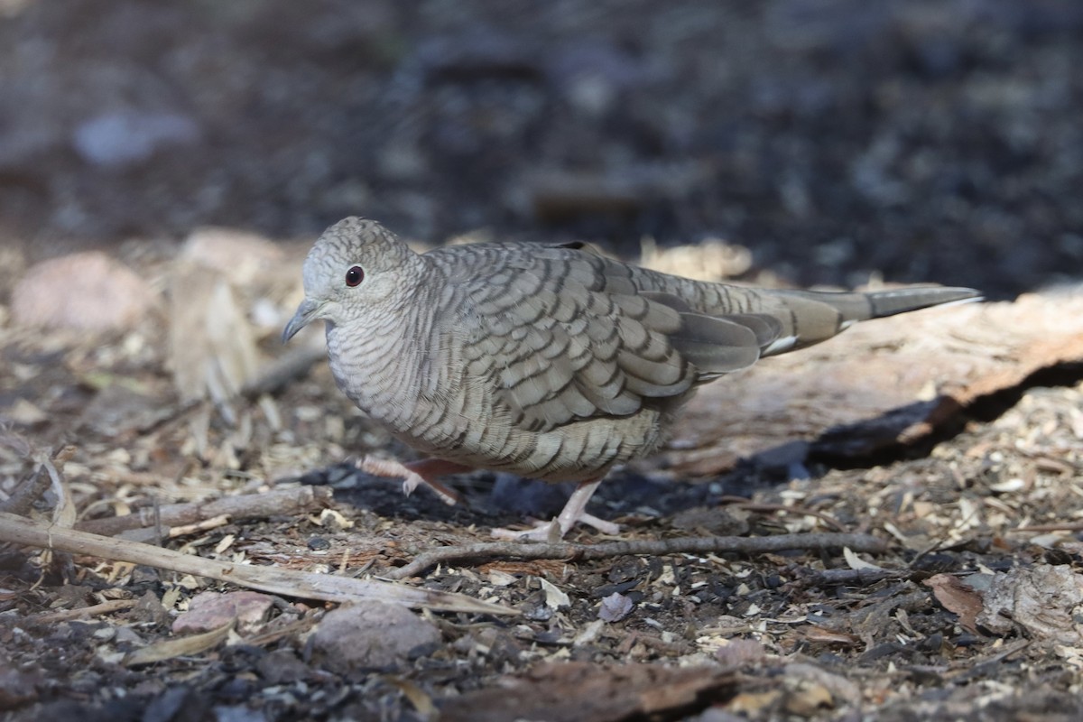 Inca Dove - ML646677945