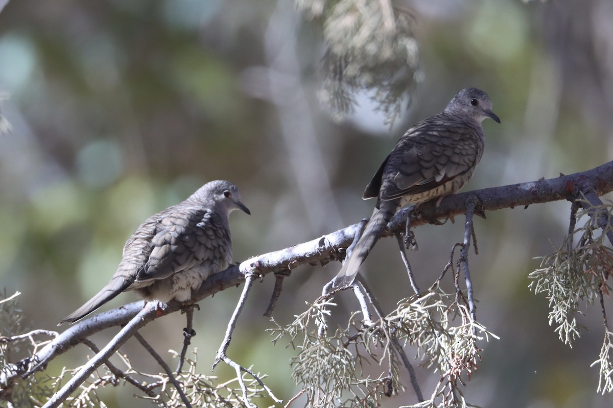 Inca Dove - ML646677946