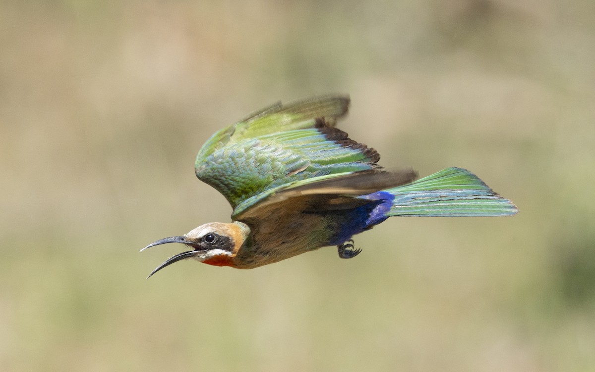 White-fronted Bee-eater - ML646677950