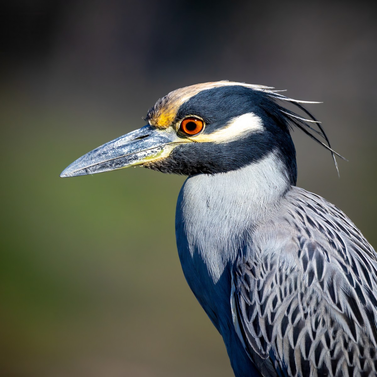 Yellow-crowned Night Heron - ML646677952