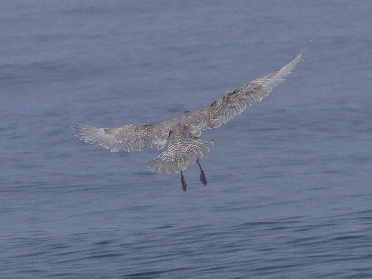 Goéland à ailes grises - ML646677954