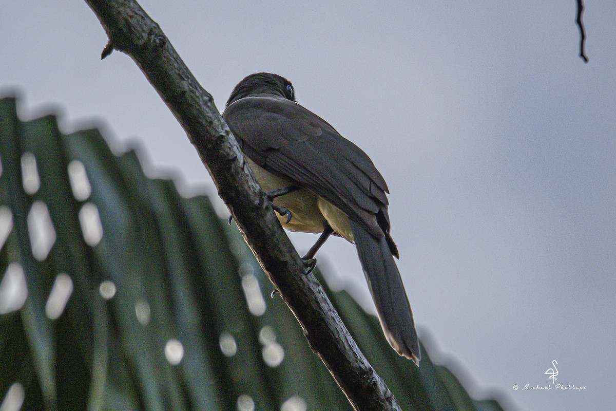 Brown Jay - ML646677957