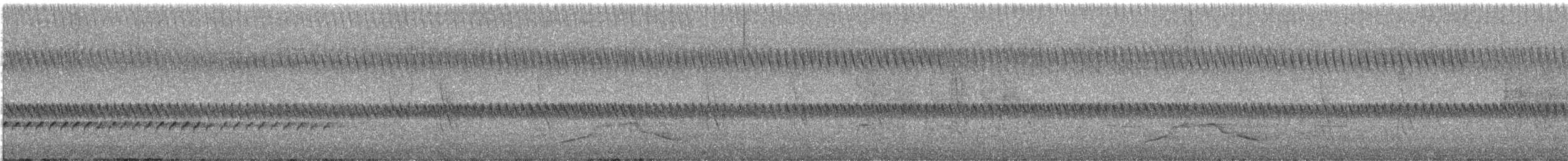 Méliphage orné - ML646677958