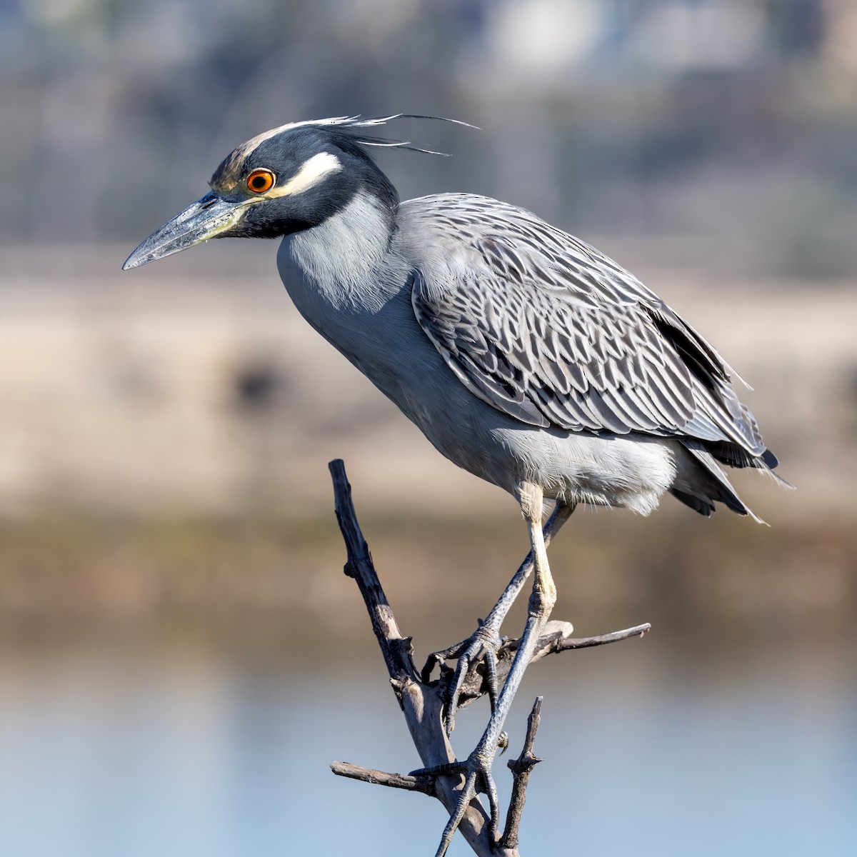 Yellow-crowned Night Heron - ML646677959
