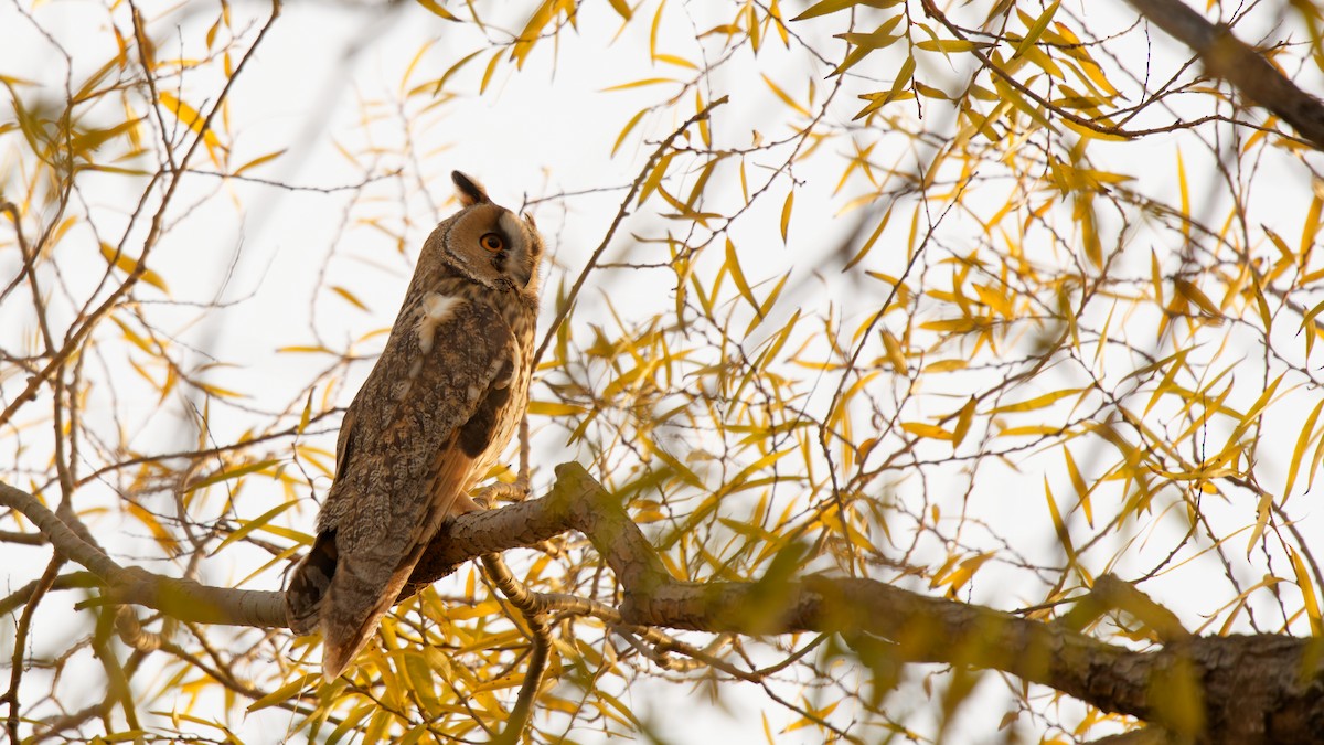 Long-eared Owl - ML646677966
