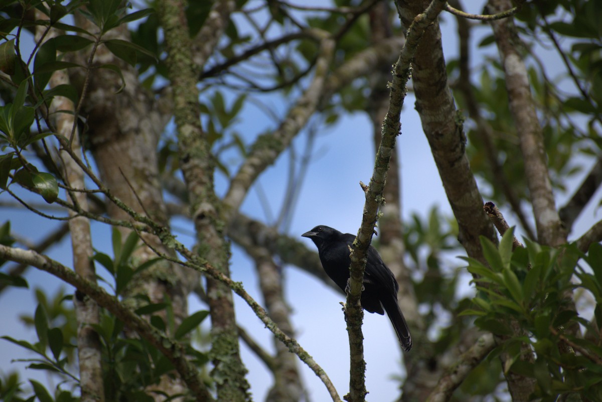 sangtrupial - ML646677967