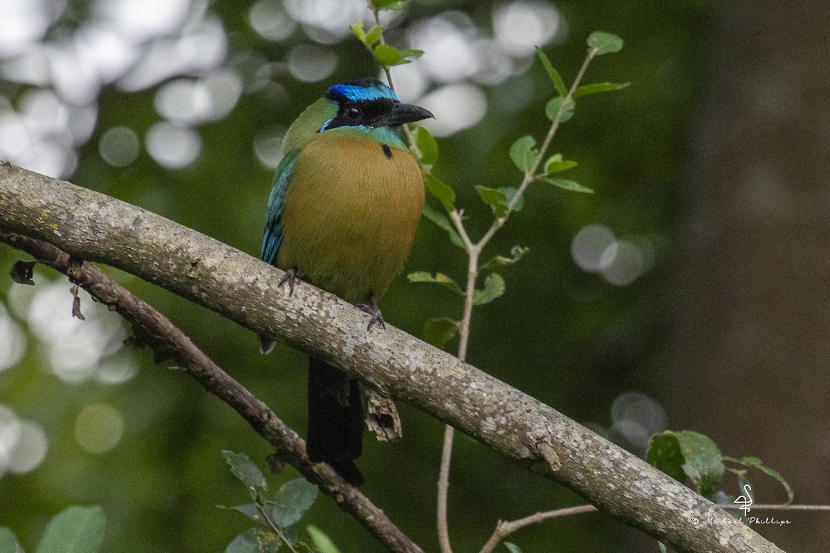 Lesson's Motmot - ML646677973