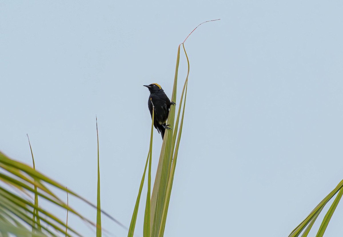 Epaulet Oriole - ML646677978