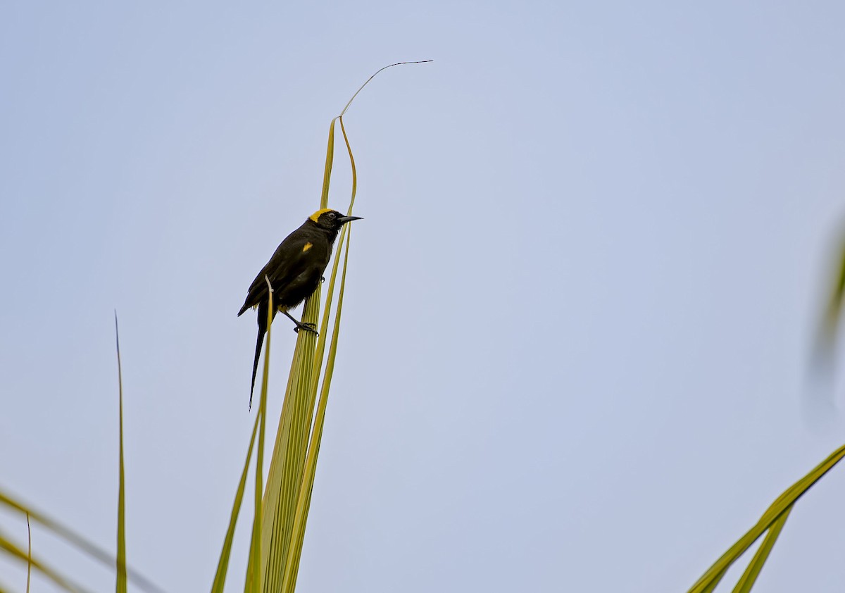 Epaulet Oriole - ML646677979